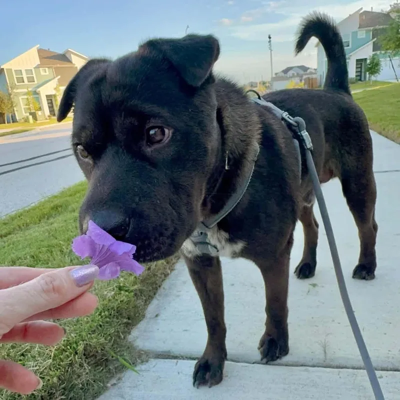 A young medium-sized male Shar-Pei dog named Rupert Gs for adoption in Allen, TX