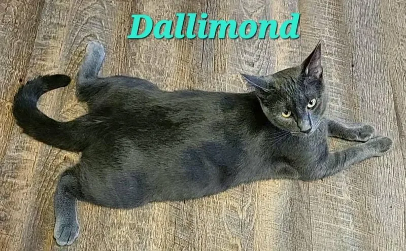 Dillamond thumbnail 2