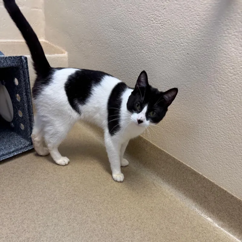 An adult medium-sized male Black Domestic Short Hair cat named Sunbury for adoption in Birdsboro, PA