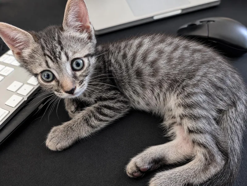 A young medium-sized male Tabby (Leopard / Spotted) Tabby cat named Lupine for adoption in Los Angeles, CA