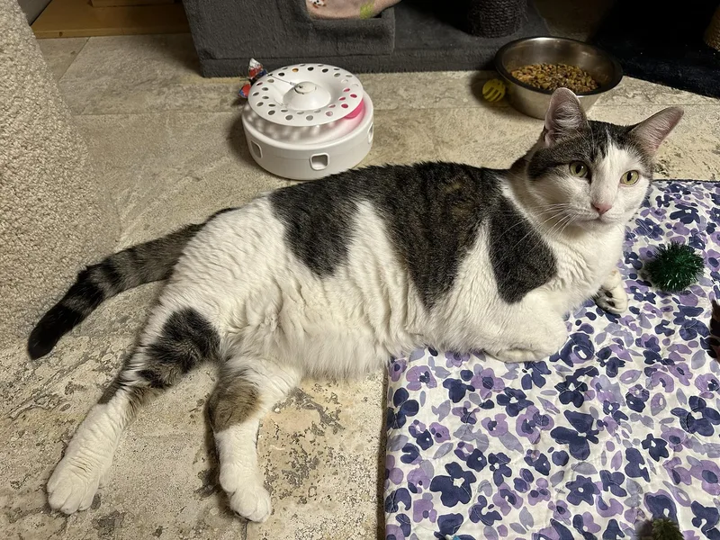 A senior large-sized male Tabby (Brown / Chocolate) Domestic Short Hair cat named Max for adoption in Crystal Lake, IL