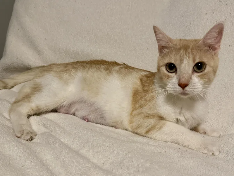 An adult medium-sized female Buff & White Domestic Short Hair cat named Mara for adoption in Blaine, MN