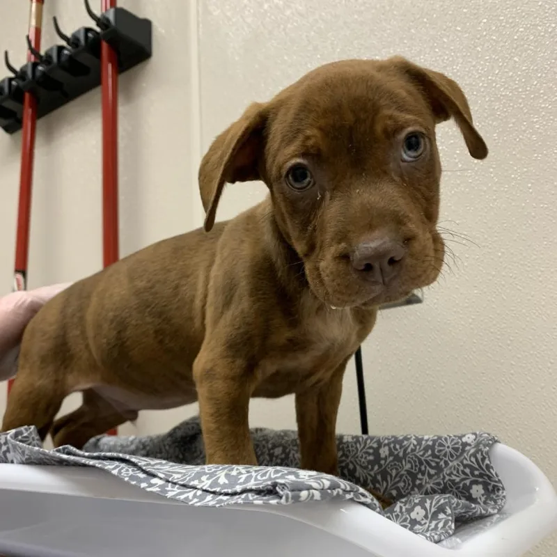 A baby small-sized male Brindle Pit Bull Terrier dog named Canyon for adoption in Morganton, NC