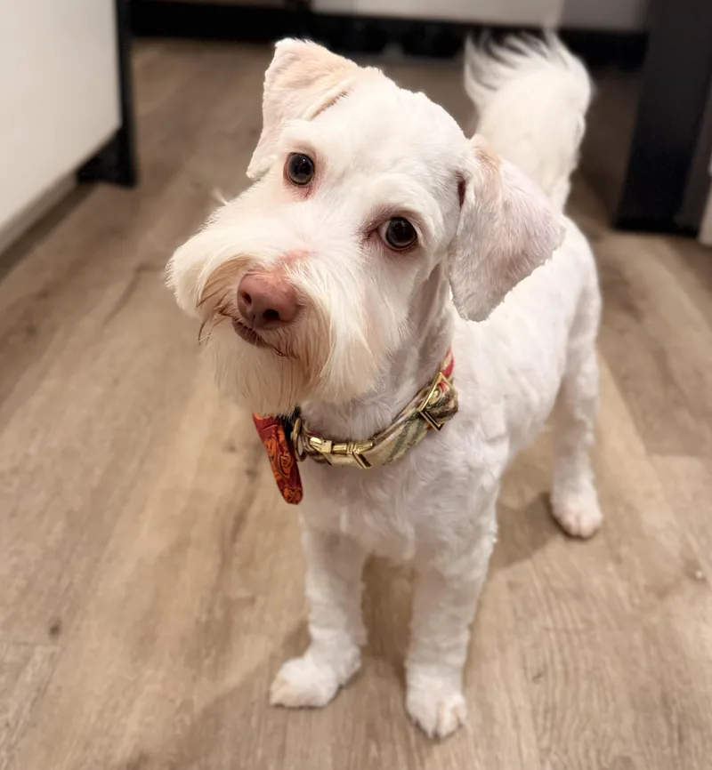 A baby small-sized male White / Cream Miniature Schnauzer dog named Winston for adoption in Torrance, CA