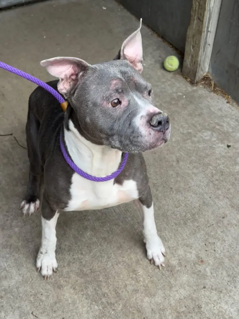 An adult medium-sized female Gray / Blue / Silver Pit Bull Terrier dog named Wintergreen for adoption in Chicago, IL