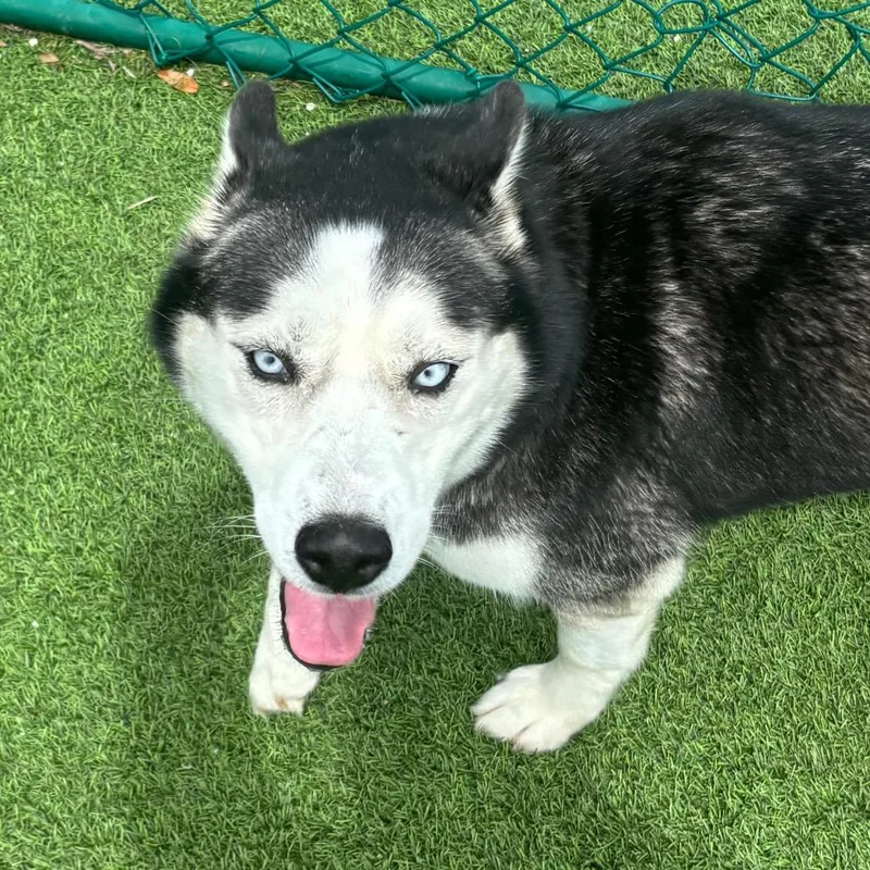 A young medium-sized female Black Husky dog named Silly Lilly for adoption in LOXAHATCHEE, FL