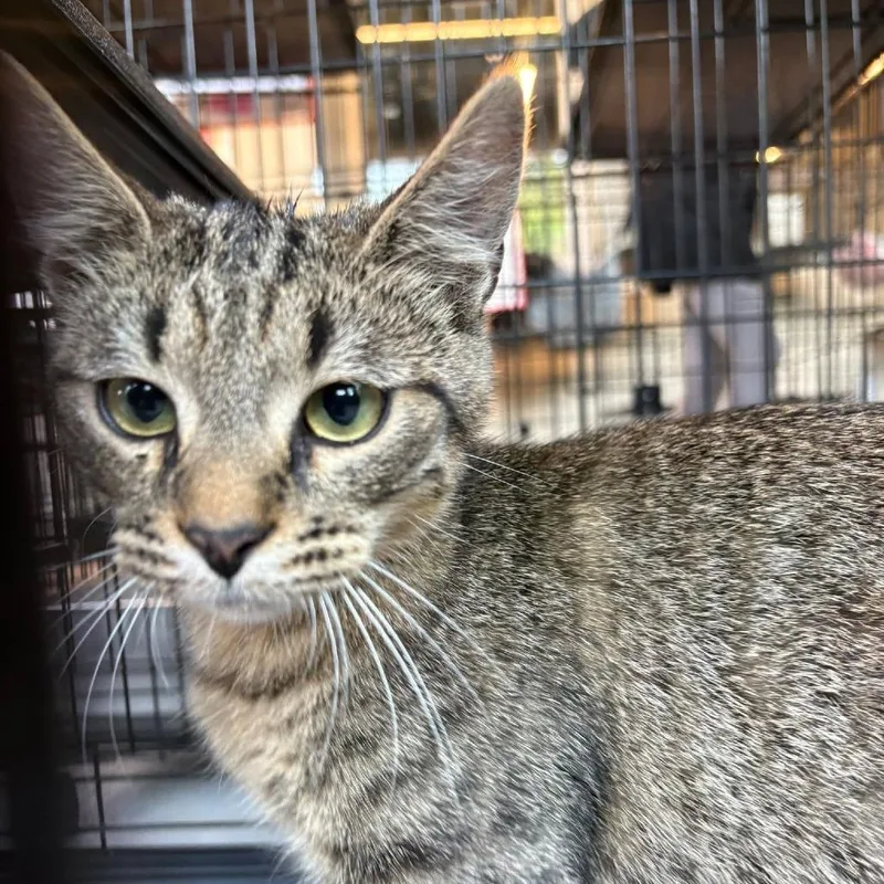 A baby medium-sized male American Shorthair cat named Drew for adoption in Danbury, CT