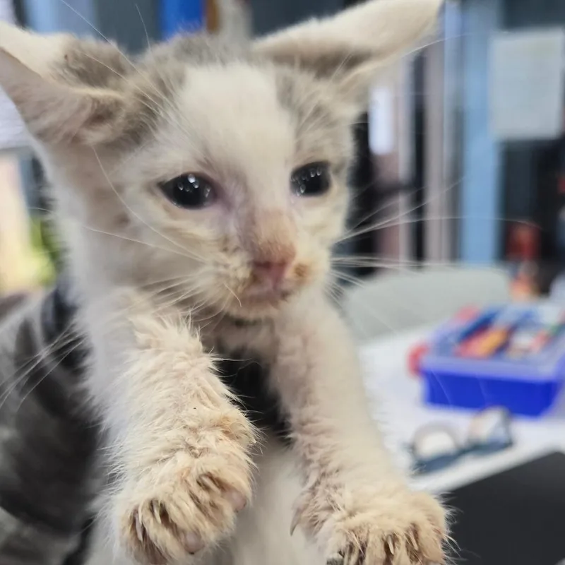 A baby small-sized male White Domestic Short Hair cat named Tarragon for adoption in Newark, NJ