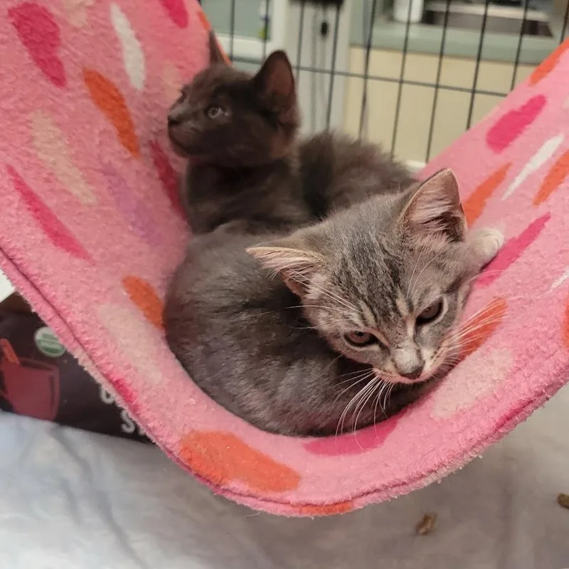 A baby small-sized male Gray / Blue / Silver Domestic Short Hair cat named Pench for adoption in Westminster, CA