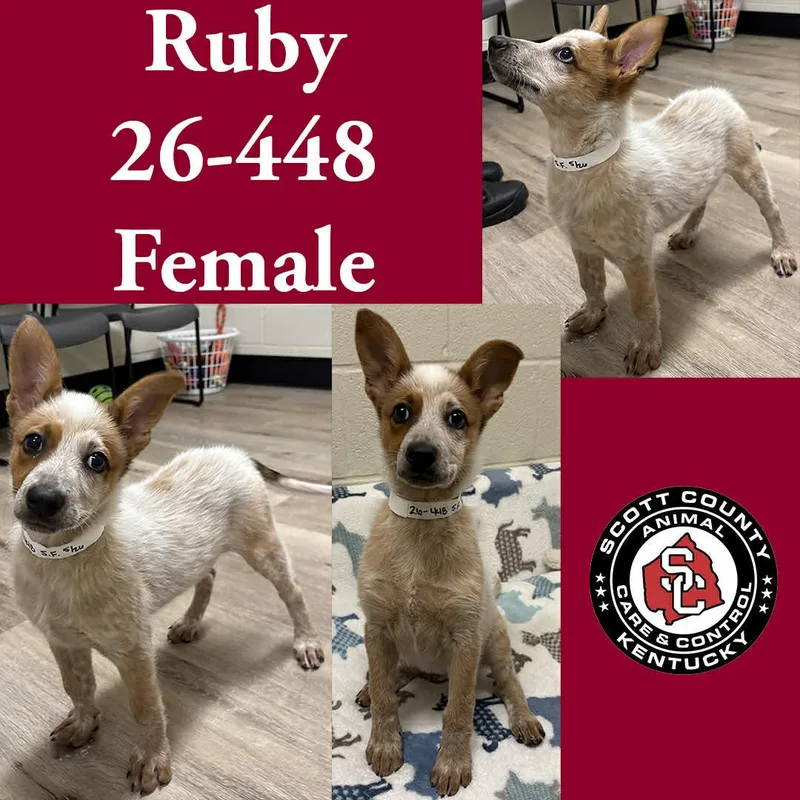 A young medium-sized female Australian Cattle Dog / Blue Heeler dog named Ruby for adoption in Georgetown, KY