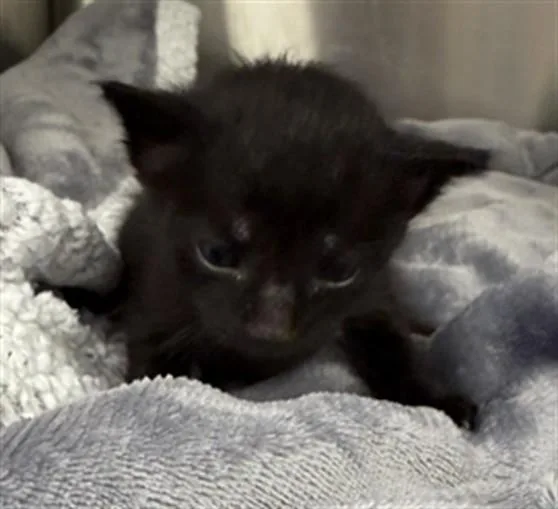 A baby small-sized male Domestic Short Hair cat named Charmeleon for adoption in Rosenberg, TX