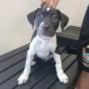 A baby medium-sized female Black Terrier dog named Delta for adoption in Clearwater, FL