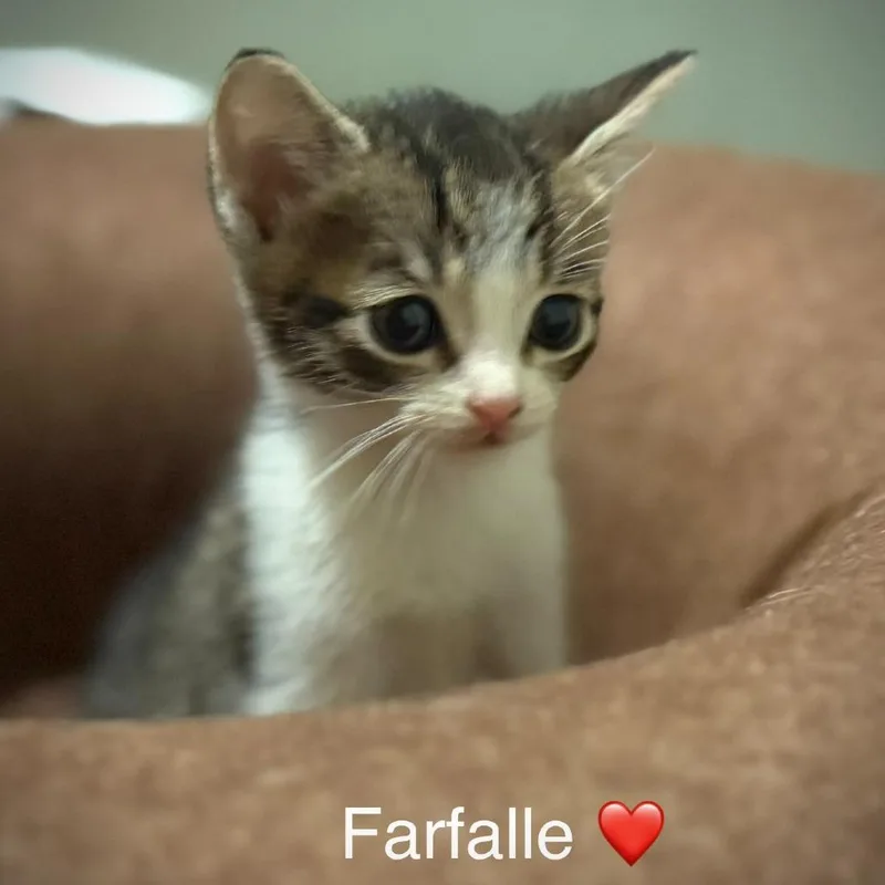 Farfalle thumbnail 2