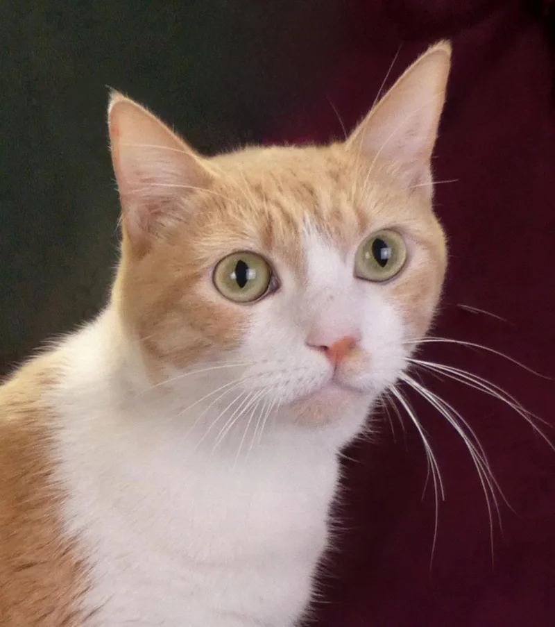An adult small-sized male Orange & White Domestic Short Hair cat named Oso for adoption in Pasadena, CA