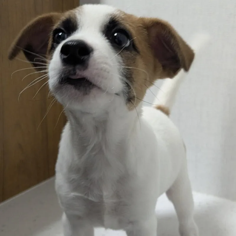 A baby medium-sized male Tricolor (Brown, Black, & White) Mixed Breed dog named Button for adoption in Pelham, NH