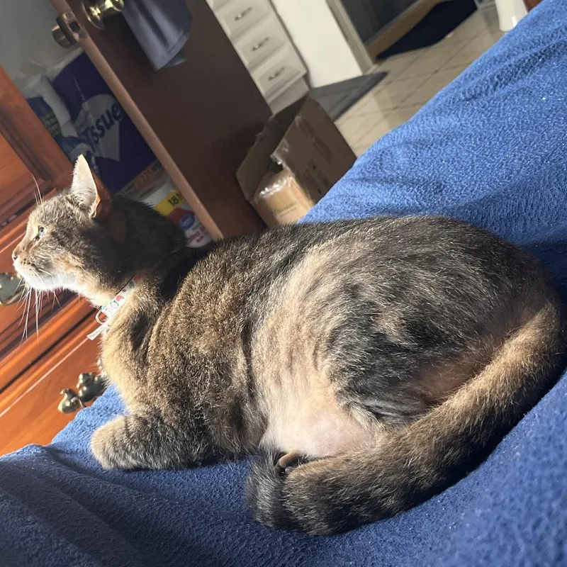 A senior small-sized male Gray / Blue / Silver Domestic Short Hair cat named Finn for adoption in Lynchburg, VA