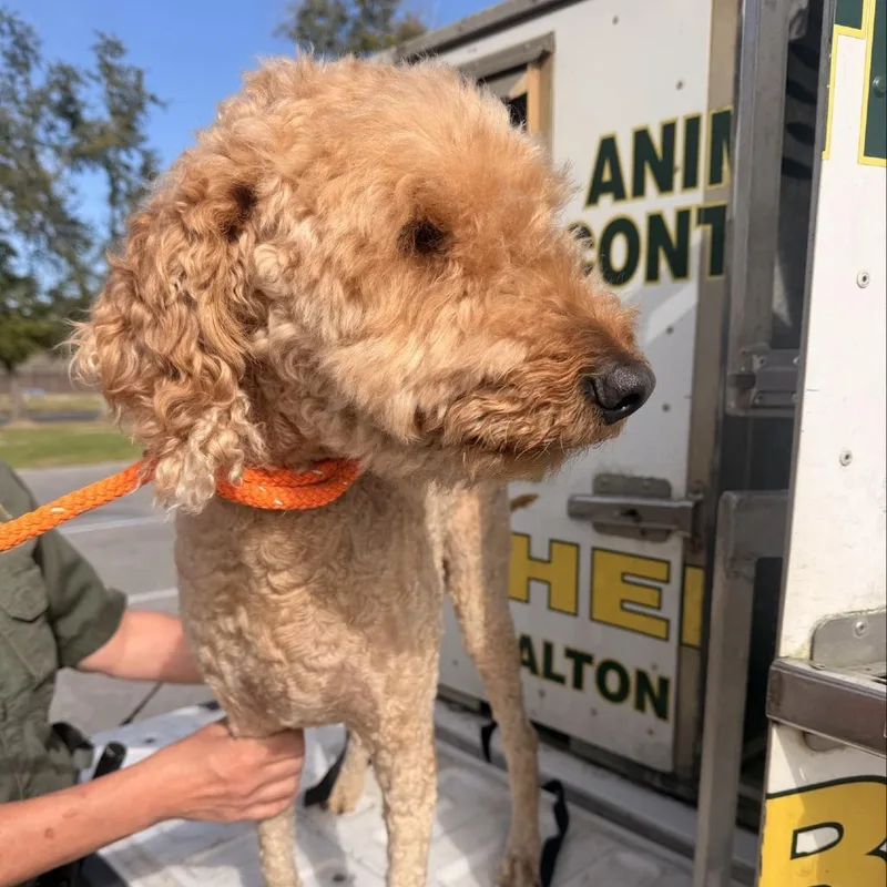 A senior medium-sized female Yellow / Tan / Blond / Fawn Standard Poodle dog named Truffles for adoption in Freeport, FL