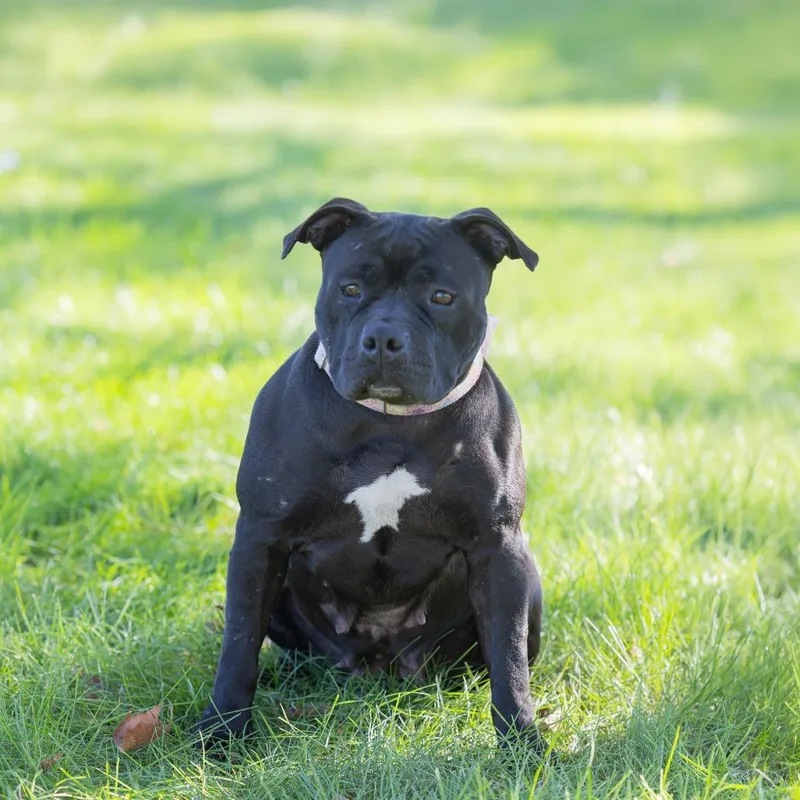 An adult large-sized female Mixed Breed dog named Dumplin' for adoption in Dearborn, MI