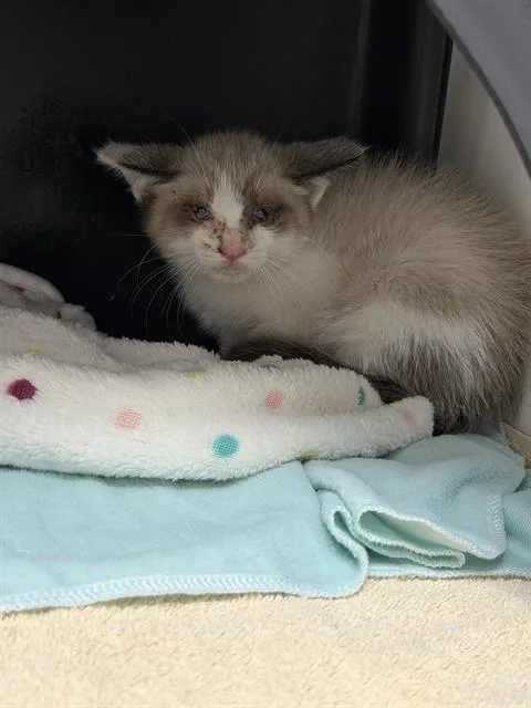 A baby small-sized male Domestic Short Hair cat named Maui for adoption in Ontario, CA