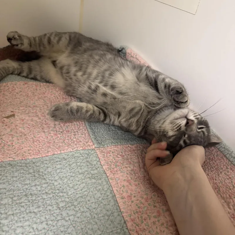A young small-sized male Gray / Blue / Silver Domestic Short Hair cat named Rigatoni for adoption in Woodinville, WA