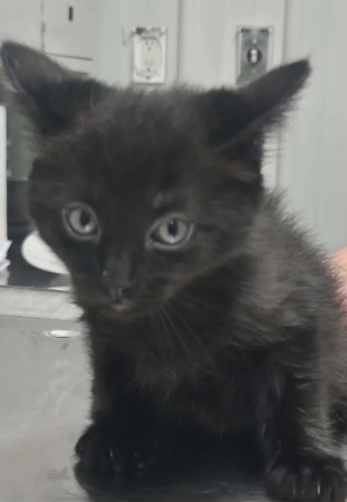 A baby small-sized male Domestic Short Hair cat named Fredrick for adoption in Hillsdale, IN