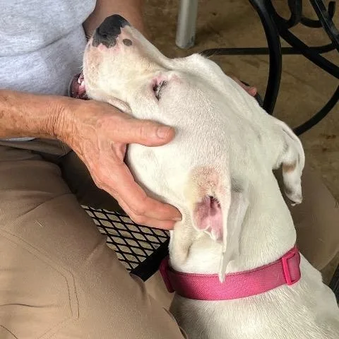 A young medium-sized female Pit Bull Terrier dog named Donut for adoption in Chelmsford, MA