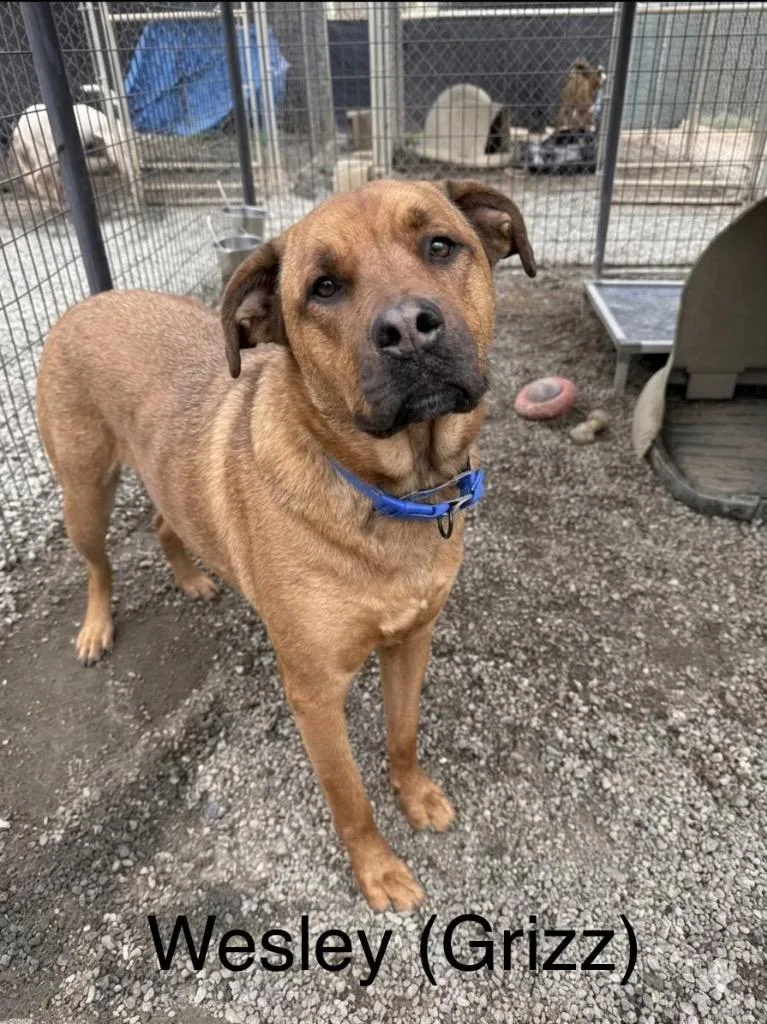 Grizzwesley thumbnail 2