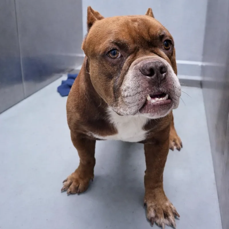 A young medium-sized male Brown / Chocolate Bulldog dog named Choco for adoption in New York, NY