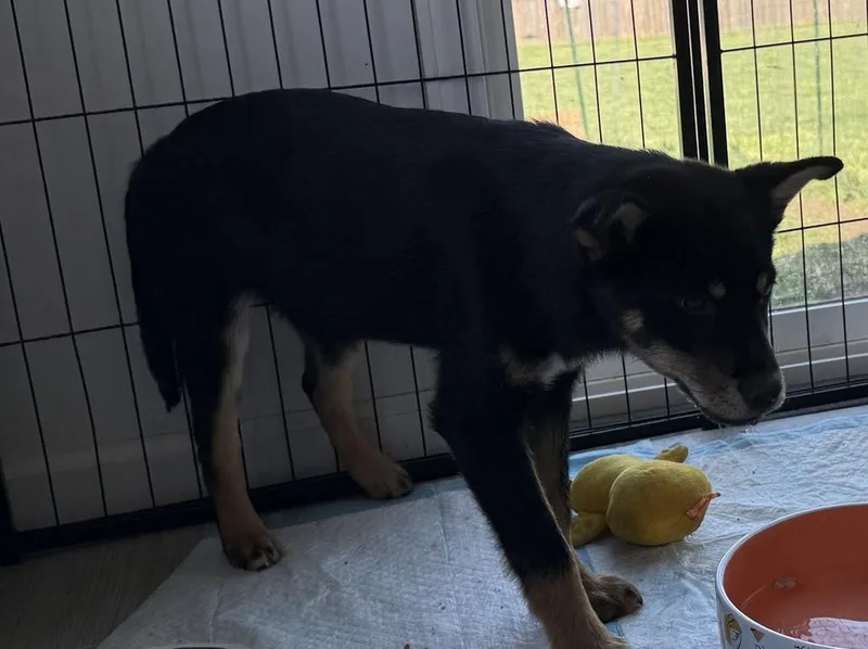 A baby medium-sized male Brown / Chocolate Australian Shepherd dog named Dwight for adoption in South Bend, IN
