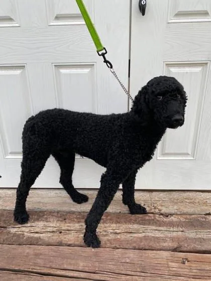An adult medium-sized male Standard Poodle dog named Tempe for adoption in McCook, NE