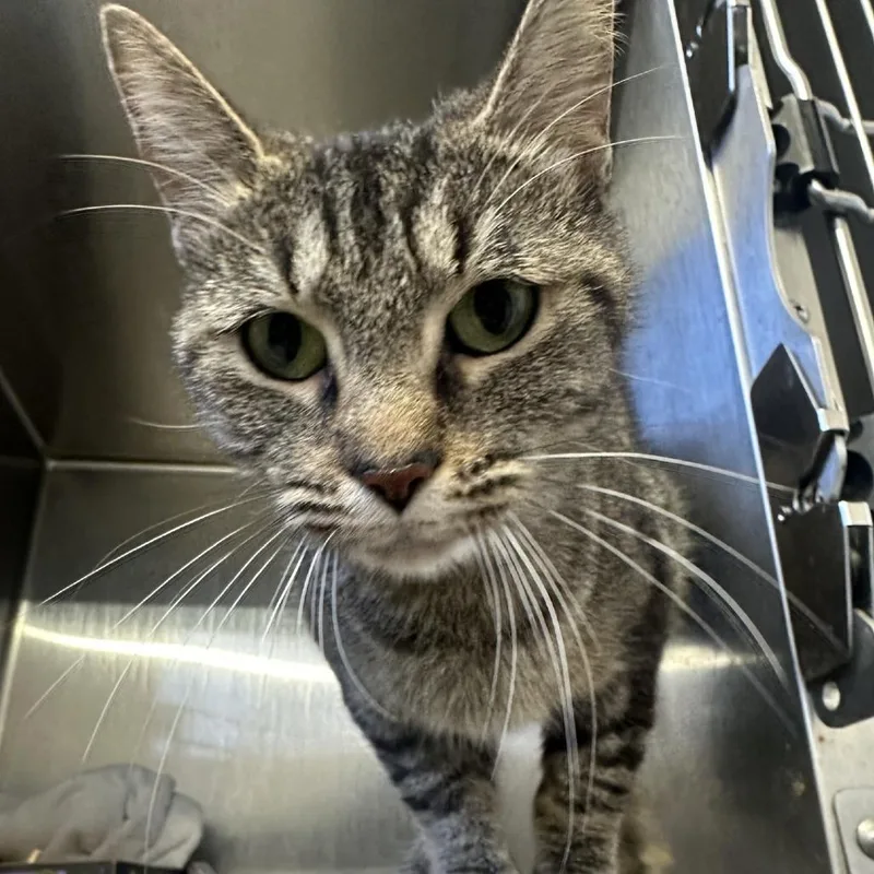 An adult medium-sized female White Domestic Short Hair cat named Mayberry for adoption in Indianapolis, IN