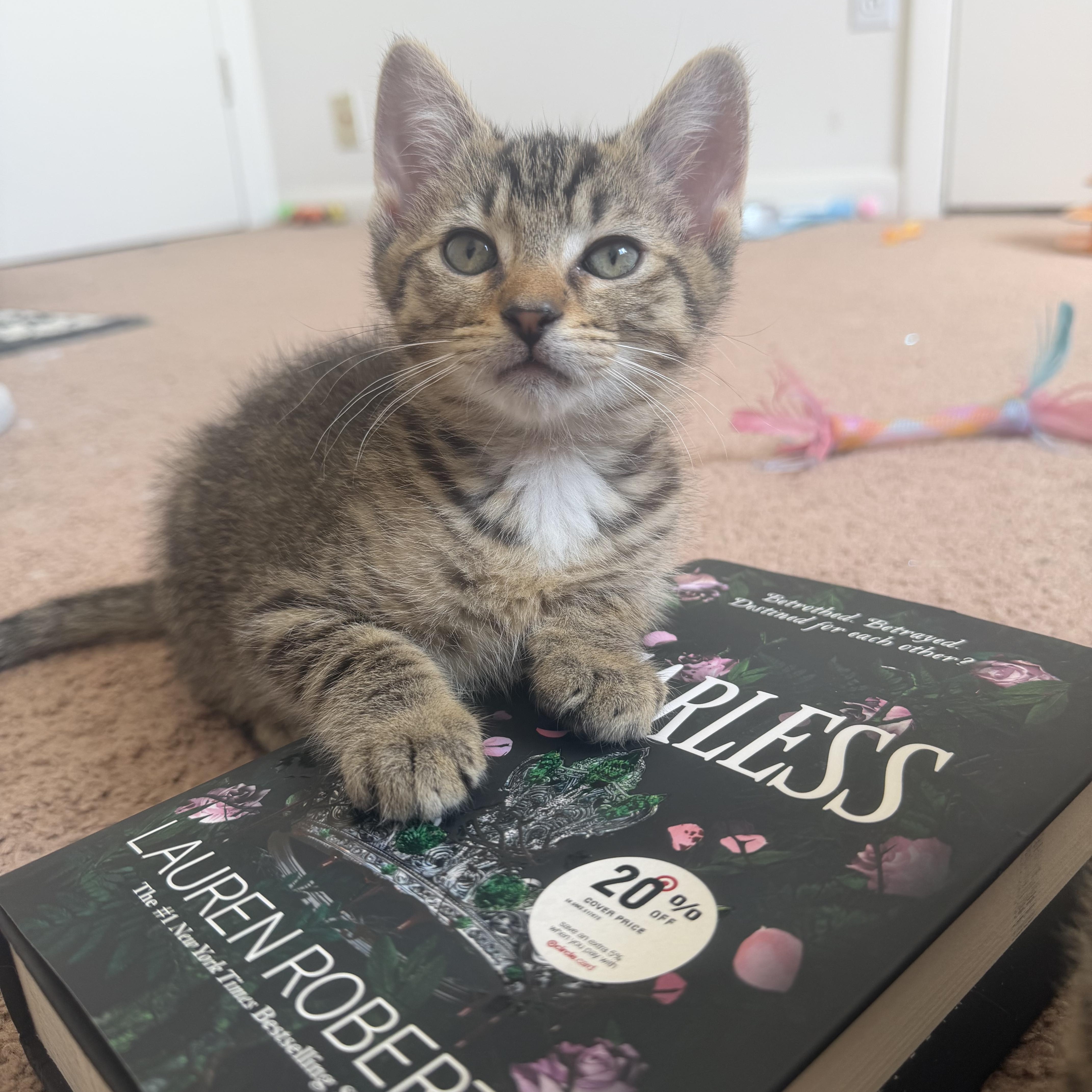 A baby medium-sized male Tabby (Gray / Blue / Silver) Domestic Short Hair cat named Gimlet for adoption in Blacksburg, VA