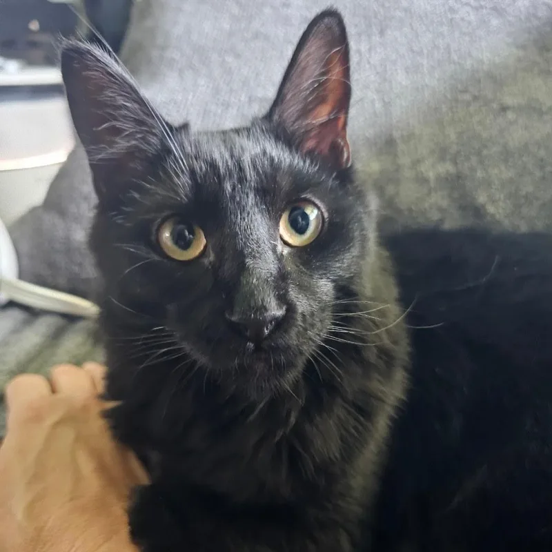 A young medium-sized male Black Domestic Medium Hair cat named Binx for adoption in Alexandria, LA