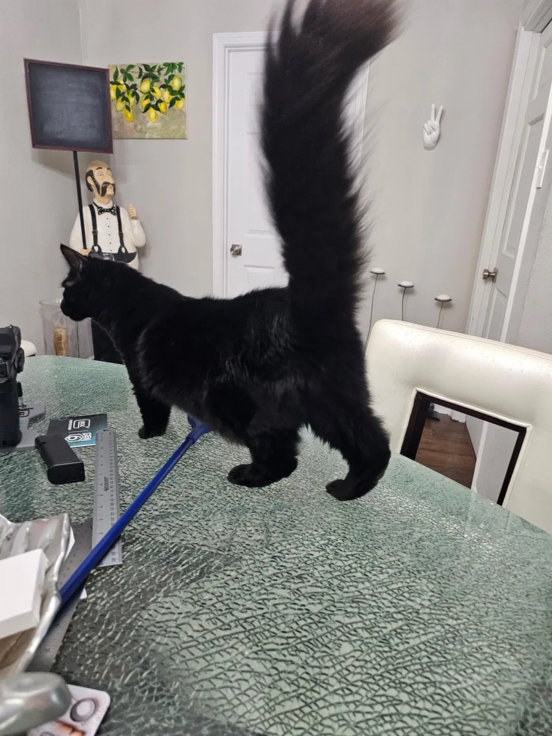 Binx thumbnail 2