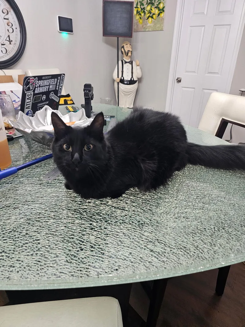 Binx thumbnail 3