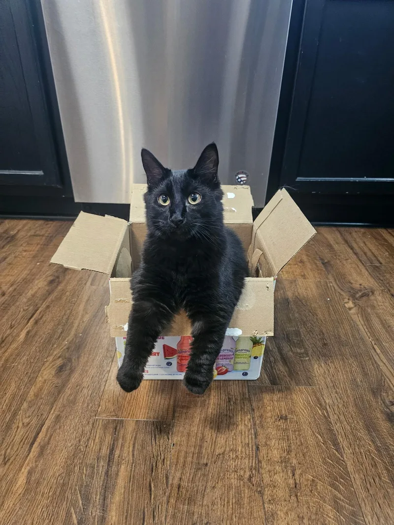 Binx thumbnail 4