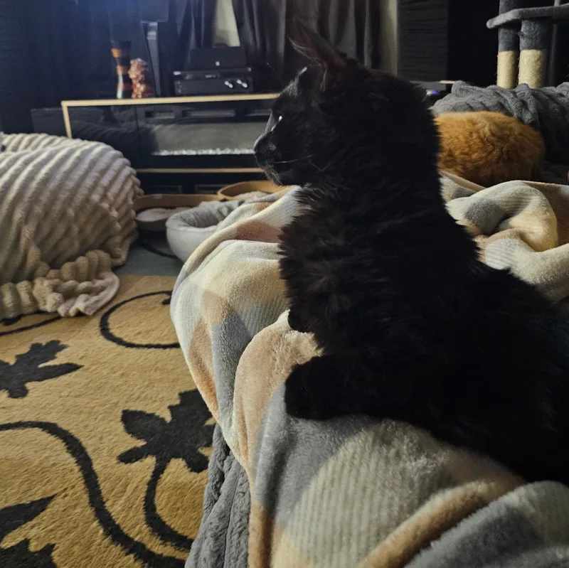 Binx thumbnail 5