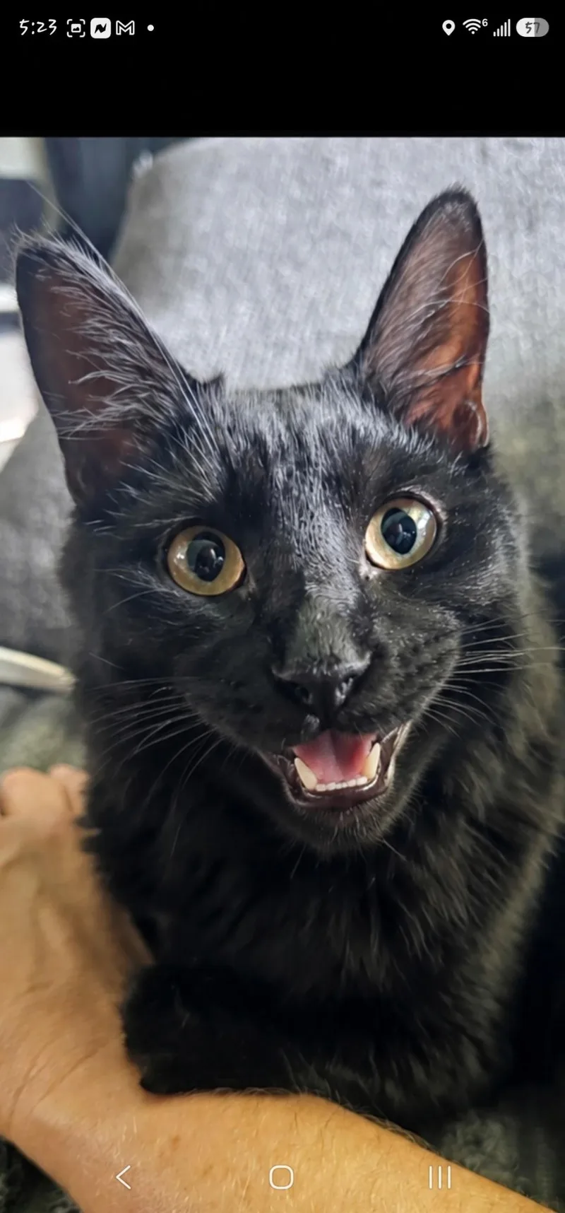 Binx thumbnail 6