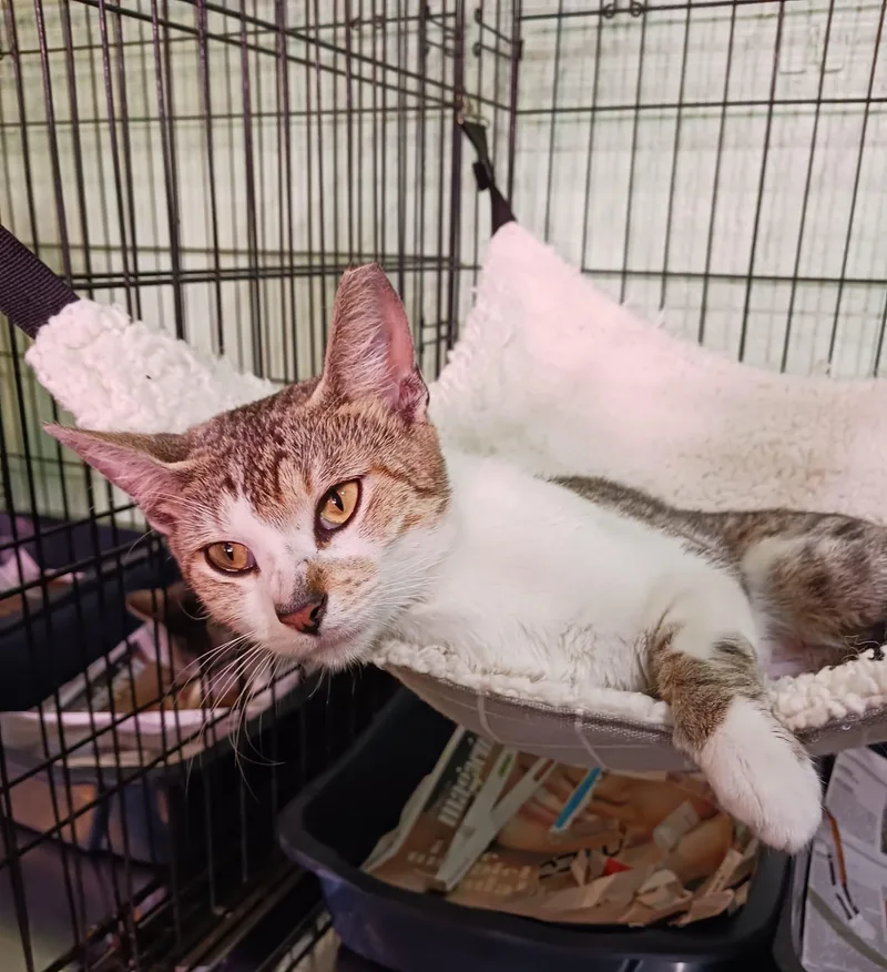 Fantasia thumbnail 2