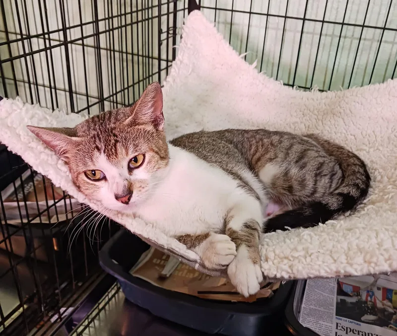 Fantasia thumbnail 3