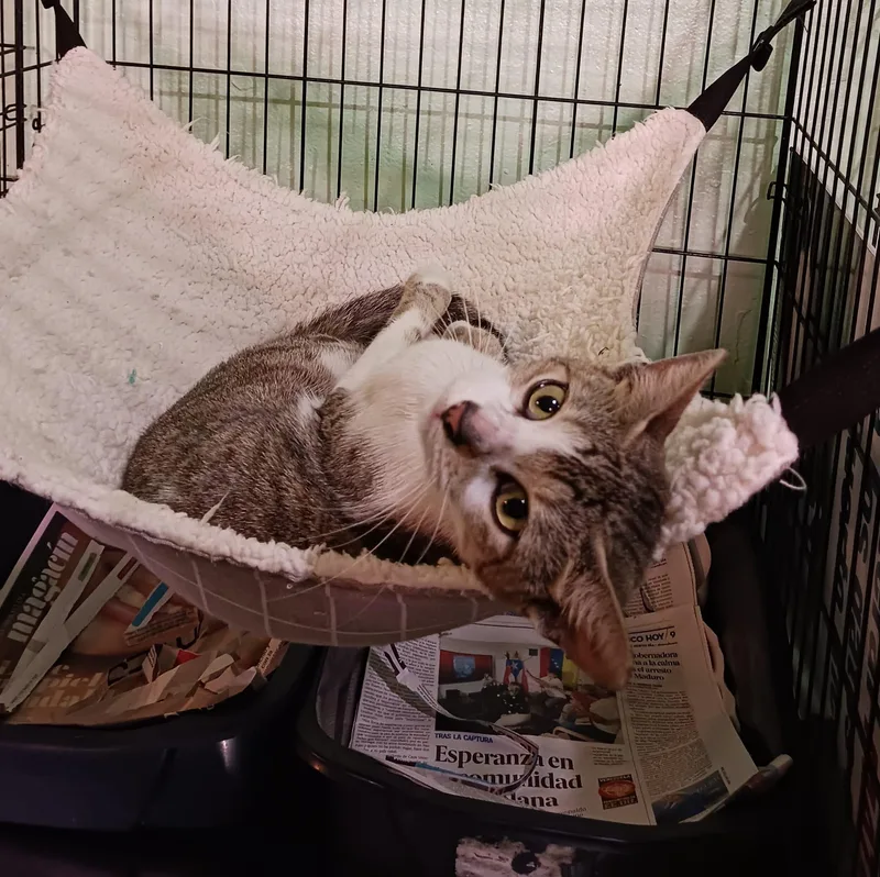 Fantasia thumbnail 4