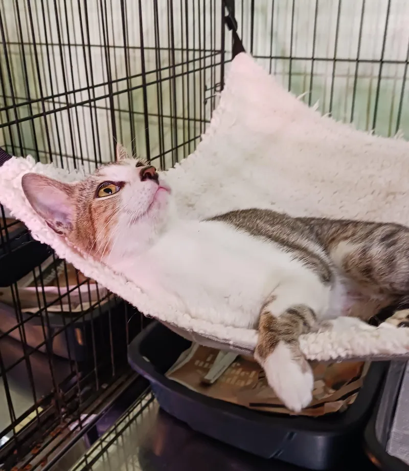 Fantasia thumbnail 5