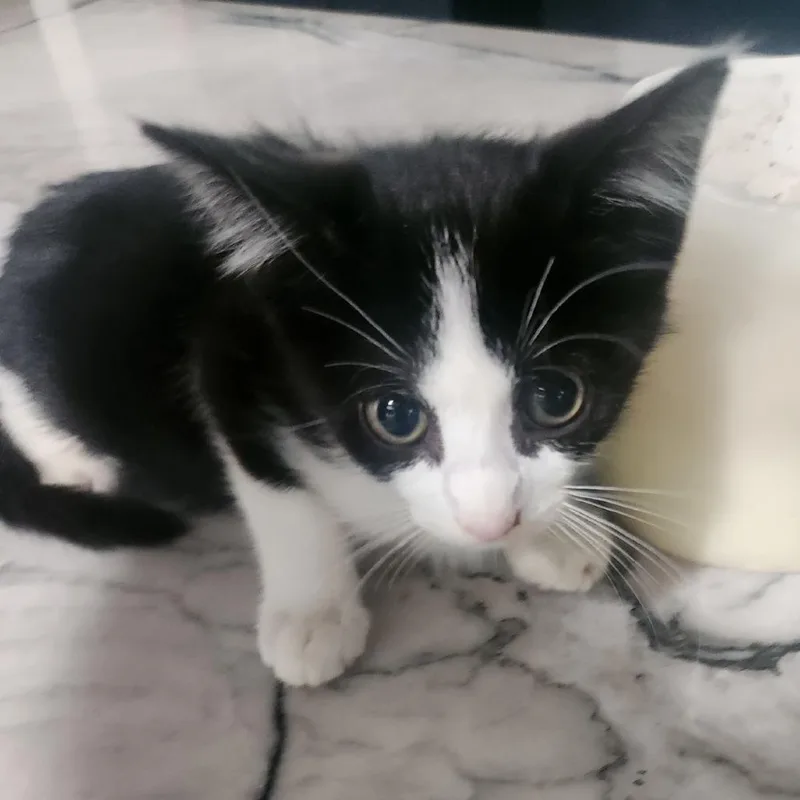 Simon