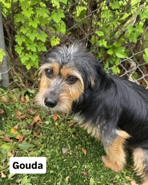 A young small-sized female Bicolor Yorkshire Terrier dog named Gouda for adoption in Miami, FL