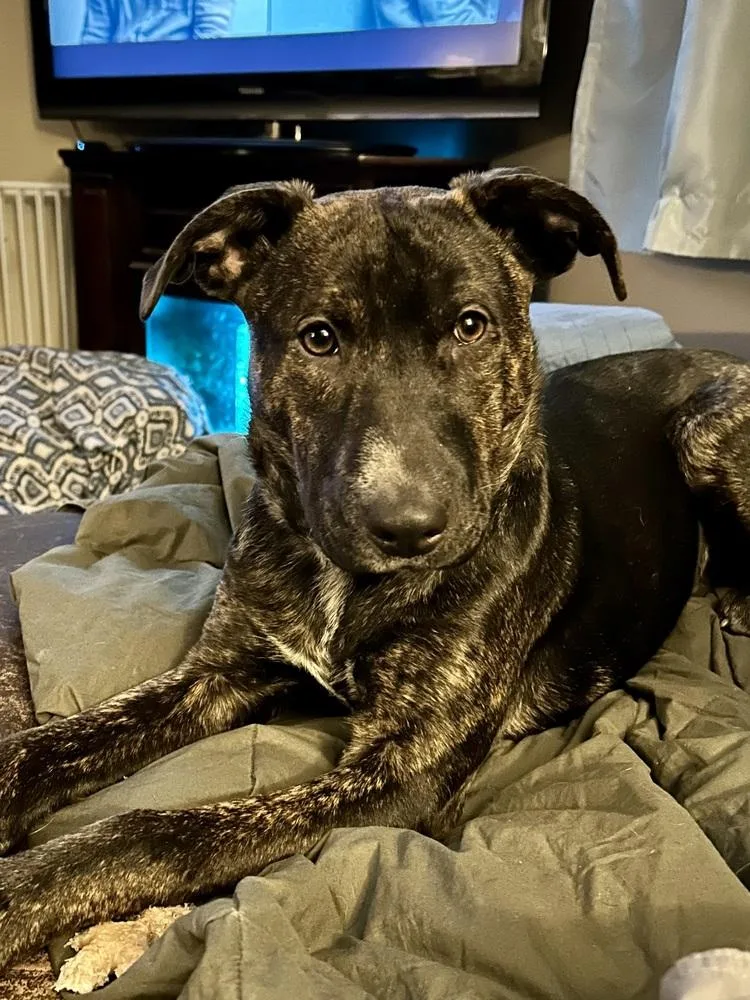 Virginia Woof thumbnail 3