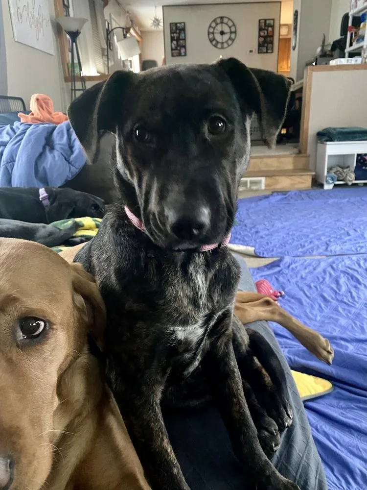 Virginia Woof thumbnail 4