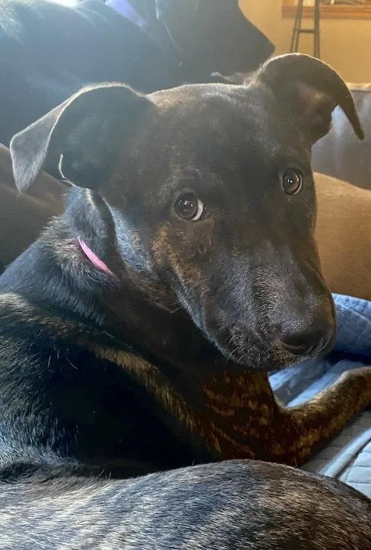 Virginia Woof thumbnail 5