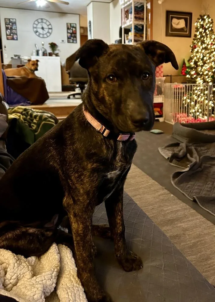 Virginia Woof thumbnail 6