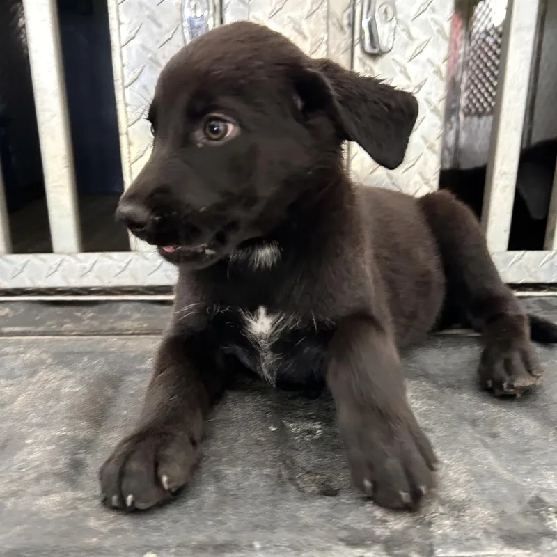 A baby small-sized female Black Husky dog named RandyLynn for adoption in Roxboro, NC