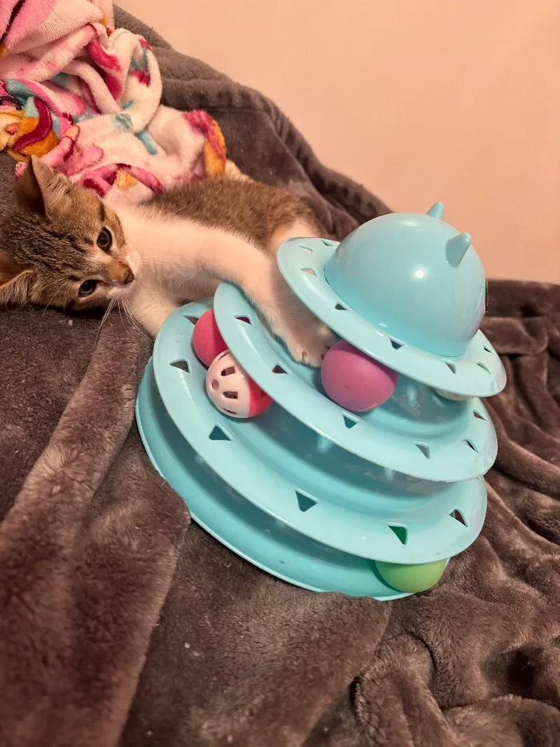 A baby medium-sized male Tabby (Brown / Chocolate) Domestic Short Hair cat named Birdie for adoption in Mokena, IL